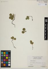 Foto von Salix herbacea L.